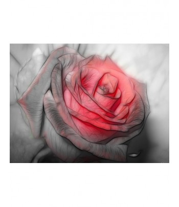 Tableau décoratif Beautiful rose Drawing