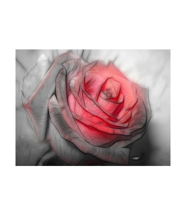 Tableau décoratif Beautiful rose Drawing