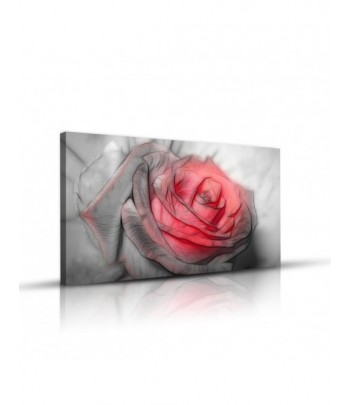 Tableau décoratif Beautiful rose Drawing